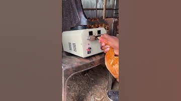 Trimming the beaks of the Golden mishri  chicken
