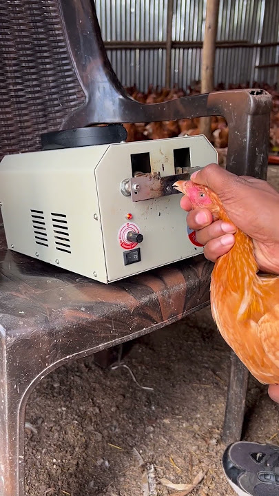 Trimming the beaks of the Golden mishri  chicken
