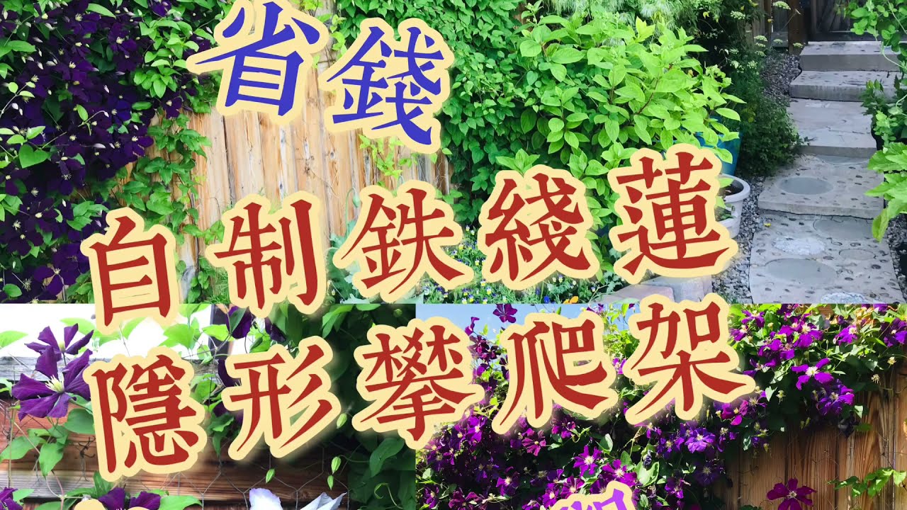 如何自制铁线莲隐形攀爬架——即省钱又美观DIY Invisible Clematis Climbing Trellis