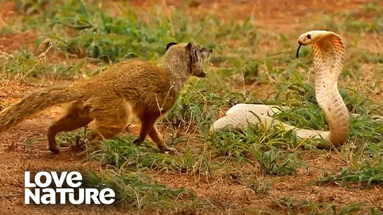 Cobra VS Mongoose  Love Nature