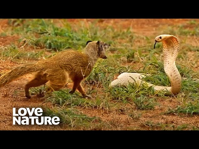 Cobra VS Mongoose | Love Nature class=
