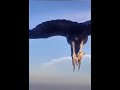 Орёл приземлился на ноги парапланериста в полёте