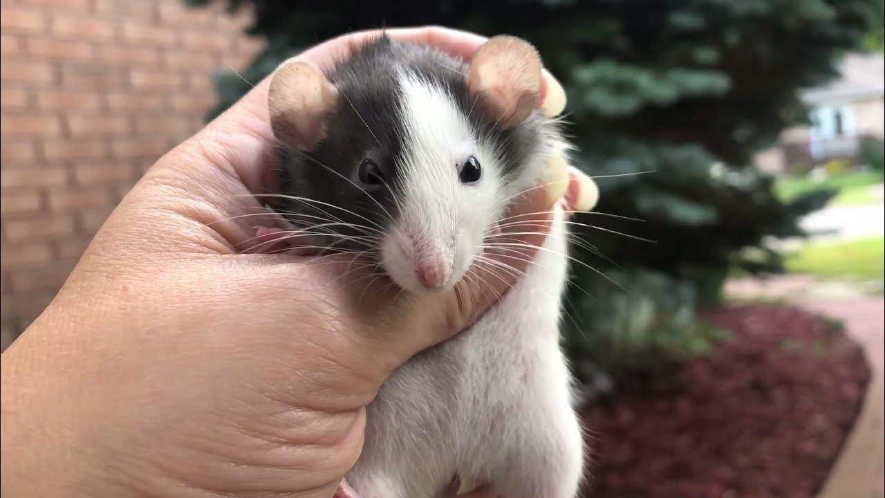 Taming pet rats YouTube