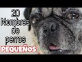 20 Nombres para perros macho pequeños 🐶