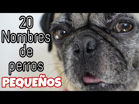 20 Nombres para