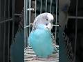 This Blue Budgie is Absolutely Breathtaking! | নীল বাজরিগার | Aviro BD #budgies #বাজরিগার #birds