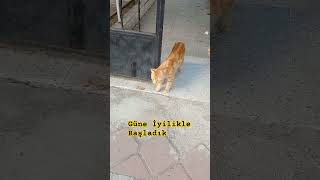#SokakKedileri #KediSevgisi#Hayvan Sevgisi #Sevimli Anlar #CatLovers #KedilerleKonuşmak #keşvet