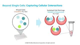 Cell-Cell Interaction Assays with Nanovials
