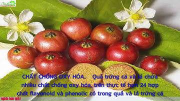 Công Dụng Chữa Bệnh Thần Kỳ Từ Cây Trứng Cá Không Phải Ai Cũng BIết