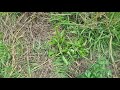 KF16: on 17/03/2026. Last heavy grazing on 05/03/2026. 