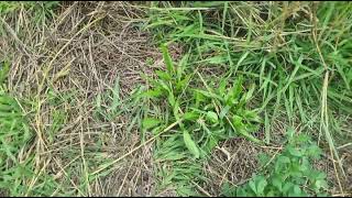 KF16: on 17/03/2026. Last heavy grazing on 05/03/2026.