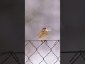 Bird on the Fence in Winter