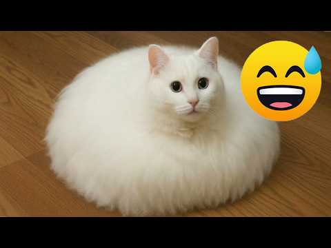 Funny and Cute Cats 2026 😂 Best Viral Internet Cat Moments