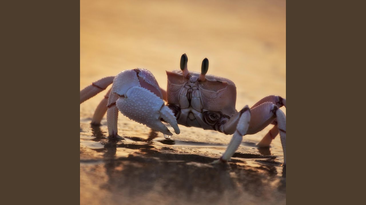 Crabs YouTube Music