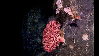 Science@Sea Seminar: The Evolution of the GBR: A tale of life or death and recovery - FK200429