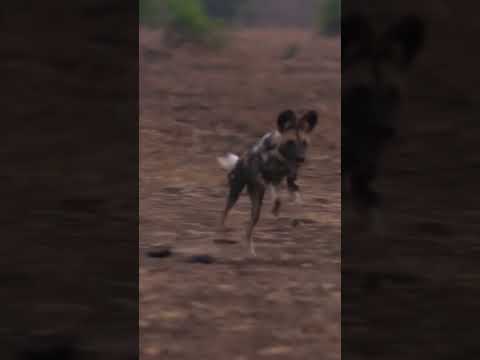 Wild Dog Pack Takes Down Prey! #wildlife #lovenature
