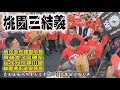 【蔡淘貴跑廟會】EP94 桃園三結義大陣仗嗨翻四湖!接駕炮贊火力強大!!