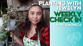 Planting with Jewelyn: Plant talk, drying blooms, new art + Pop up dates  | week 150 | ILOVEJEWELYN