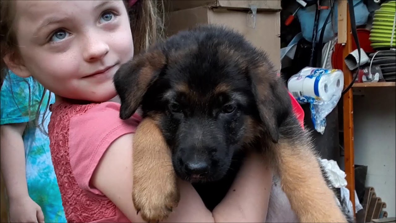 The Puppy Has Landed Our New Baby German Shepherd Puppy