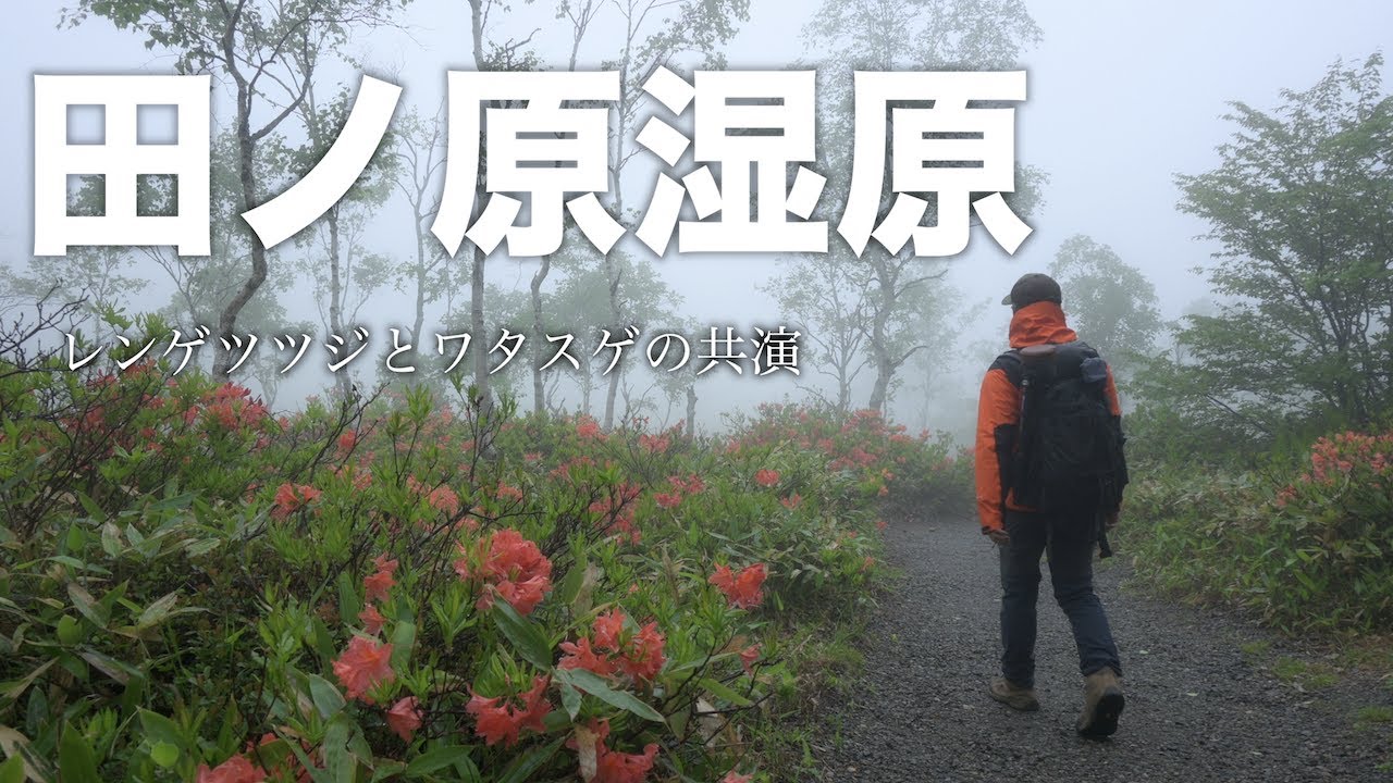 【風景写真】霧の【田ノ原湿原】レンゲツツジとワタスゲの共演｜ Landscape photography Vlog