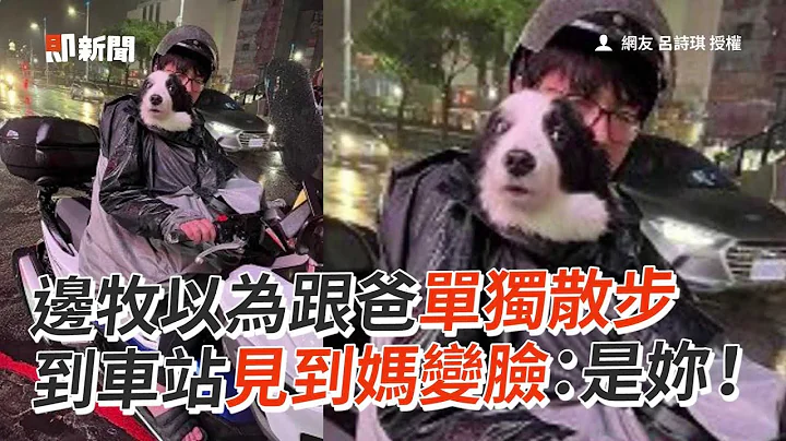 边牧以为跟爸单独散步　到车站见妈变脸：是妳｜边境牧羊犬｜狗｜宠物｜看新闻 - 天天要闻