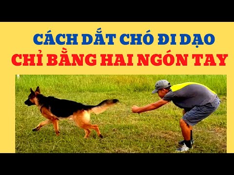 Video: 8 Cách để Bắt đầu Thói Quen Dắt Chó đi Dạo Của Bạn