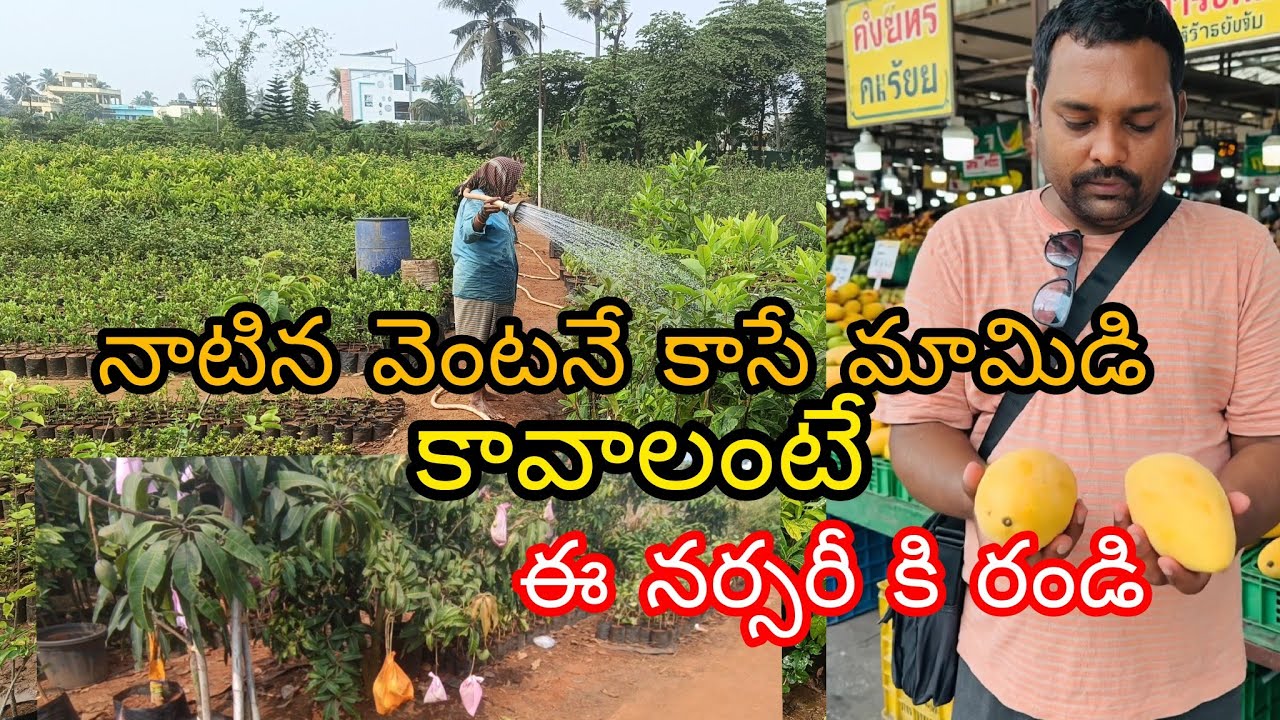 🌳🥭 Looking for Early Fruiting Mango Trees? Visit This Nursery!