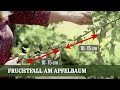Apfel Fruchtfall - Warum fallen verfrüht Früchte vom Baum?