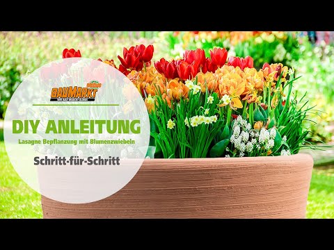 Lasagne Bepflanzung mit Blumenzwiebeln | GLOBUS BAUMARKT - video from Globus Fachmärkte