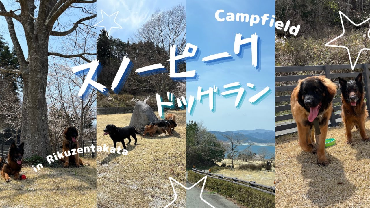 スノーピークドッグランで遊んだよ‼