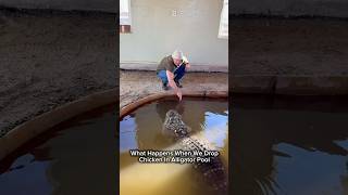 What Happens When We Drop Chicken In Alligator Pool