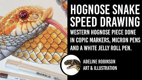 Hognose Snake Speed Drawing