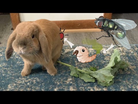 Video Suýt Chết Chỉ Vì Con Ruồi! - youtube