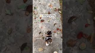 Kucing Grmoy Little Cat Learns To Walk