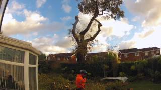 Local Treeworks Oak Dismantle