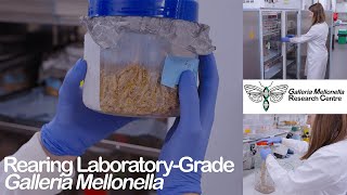 GMRC - Rearing laboratory grade Galleria mellonella
