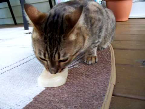 lick-the-tuna-hawaiian-women