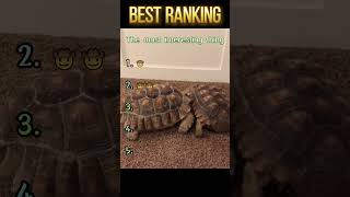 Funny turtle 🐢#turtle #funny #foryou #funnyvideo #fyp #funnytiktok #Interesting #videos #laugh #fun