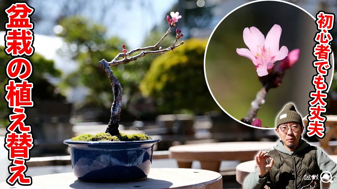 【初心者】失敗しない盆栽の植替え方法（桜）【盆栽Q】