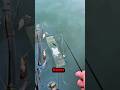How to Catch Unique Fish Amazing Fishing by Small rods #fishing