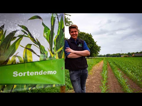 Folge4 : Sortendemo
