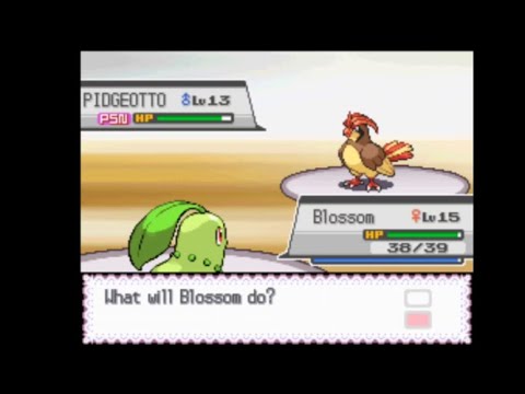 Chikorita vs. Falkner