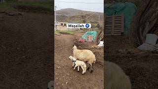Yaşlı koyun ikiz kuzu doğurdu #sheep #hayvancılık