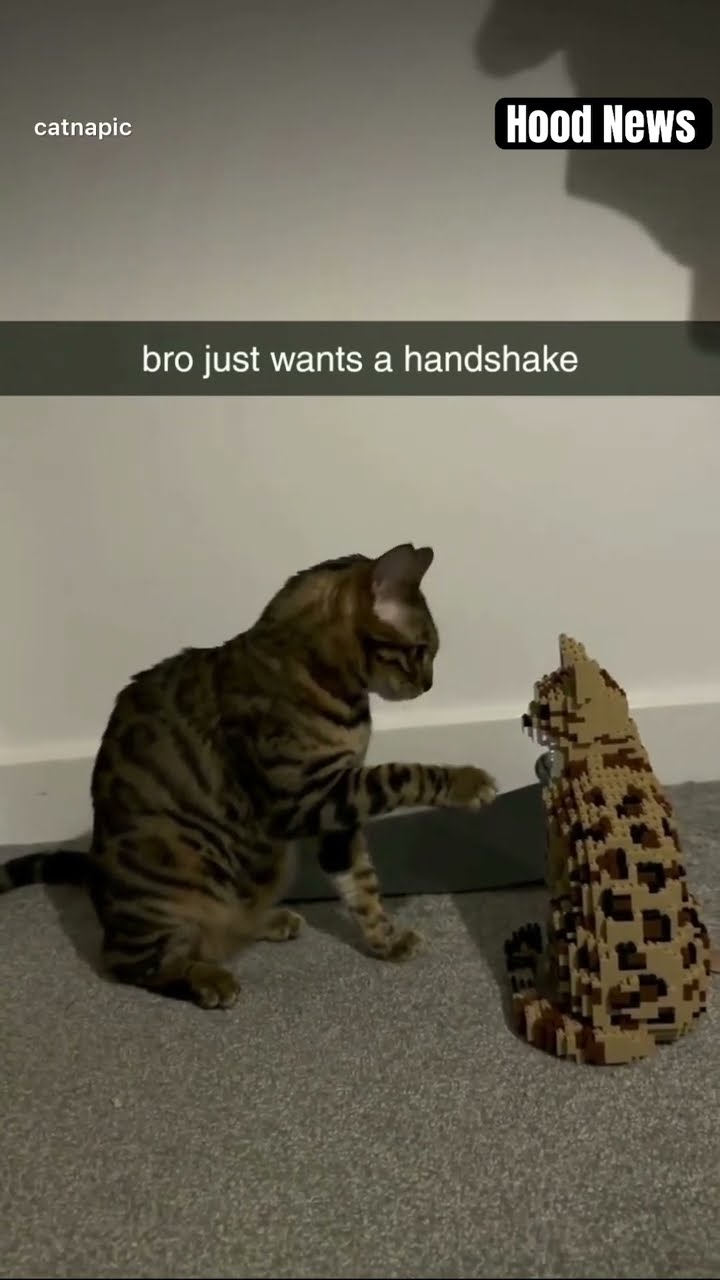 Bro just wants a handshake #hoodnews #cat #lego #cats #legos #catlover #catshorts #omg #how #wow