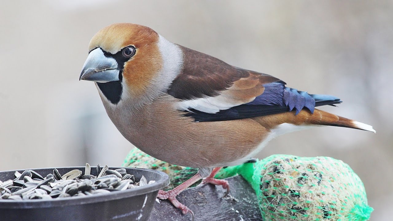 Kernbeißer im Zeitraffer