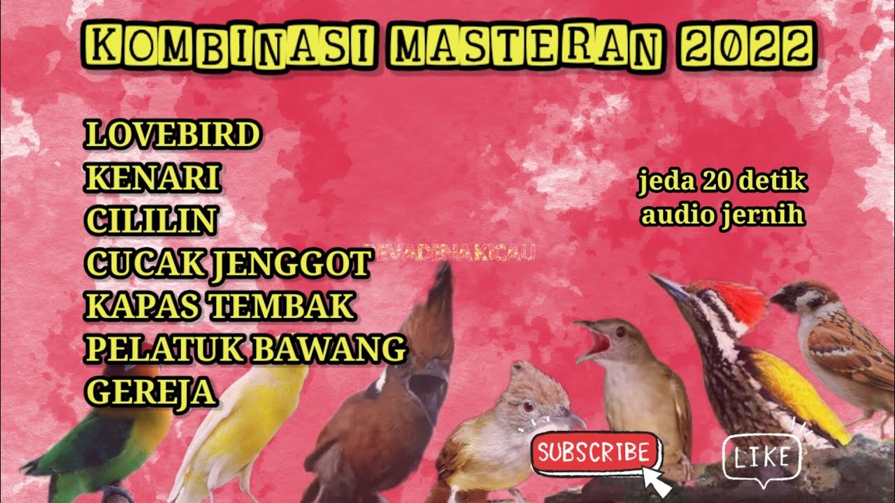 Kombinasi masteran terbaru 2022//lovebird,kenari,cililin,jenggot,kapas tembak,pelatuk bawang,gereja