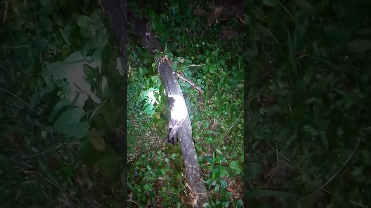 My hulihin Tayo pero naawa ako.