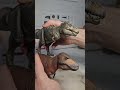 PNSO Tyrannosaurus Rex Cameron review in 3 minutes. #pnso #Tyrannosaurus #dinosaur #review