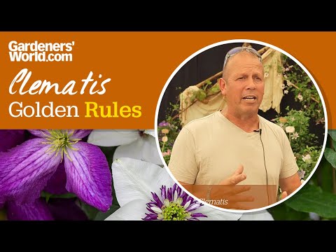 Video: Clematis bloemen: foto en beschrijving, planten, groeien en verzorgen