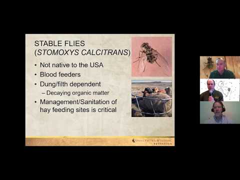 Integrated Fly and Parasite Control for Indian Stables